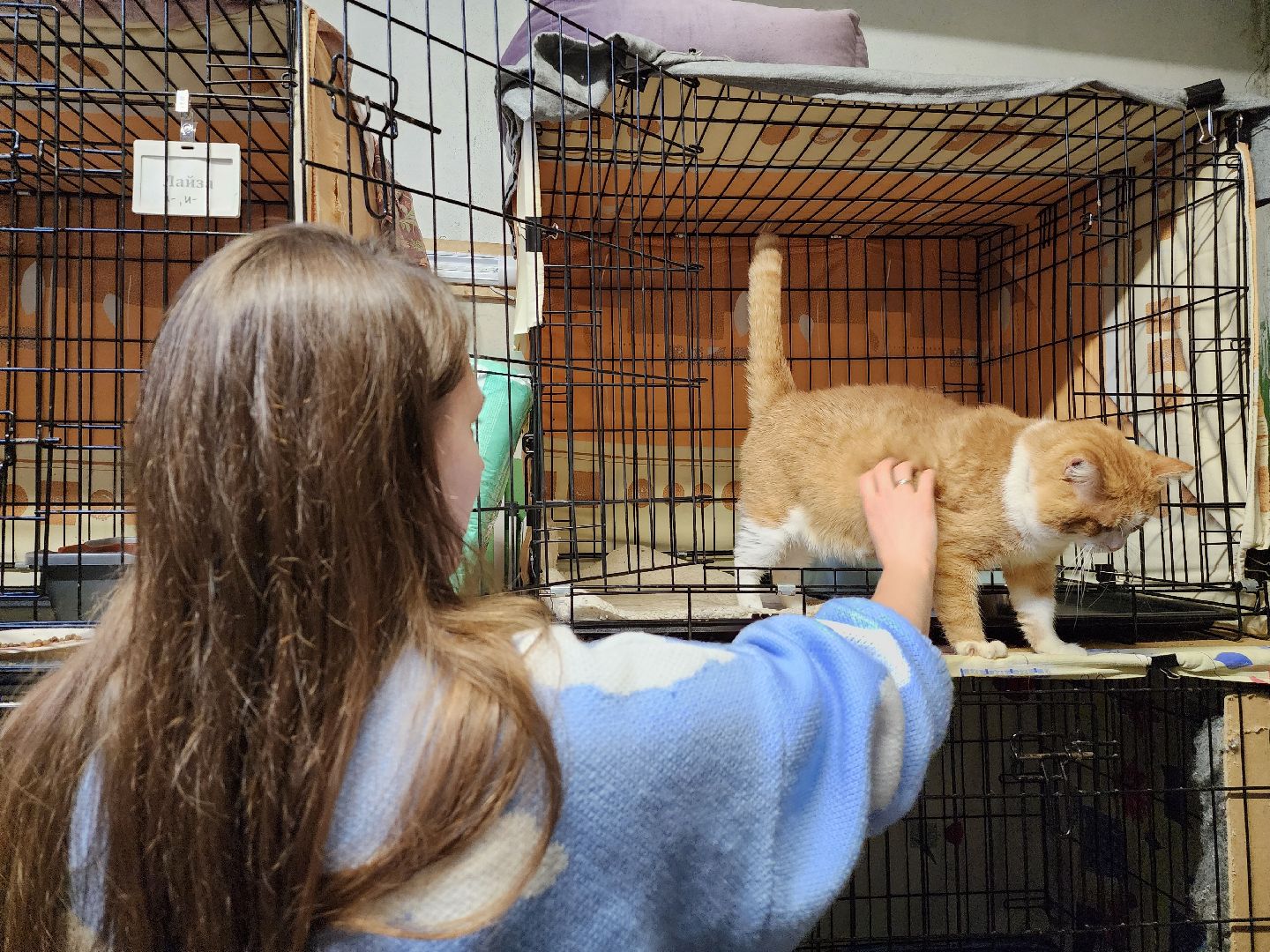 Дубна, Приют, Кошки, Волонтер, вертикалки,