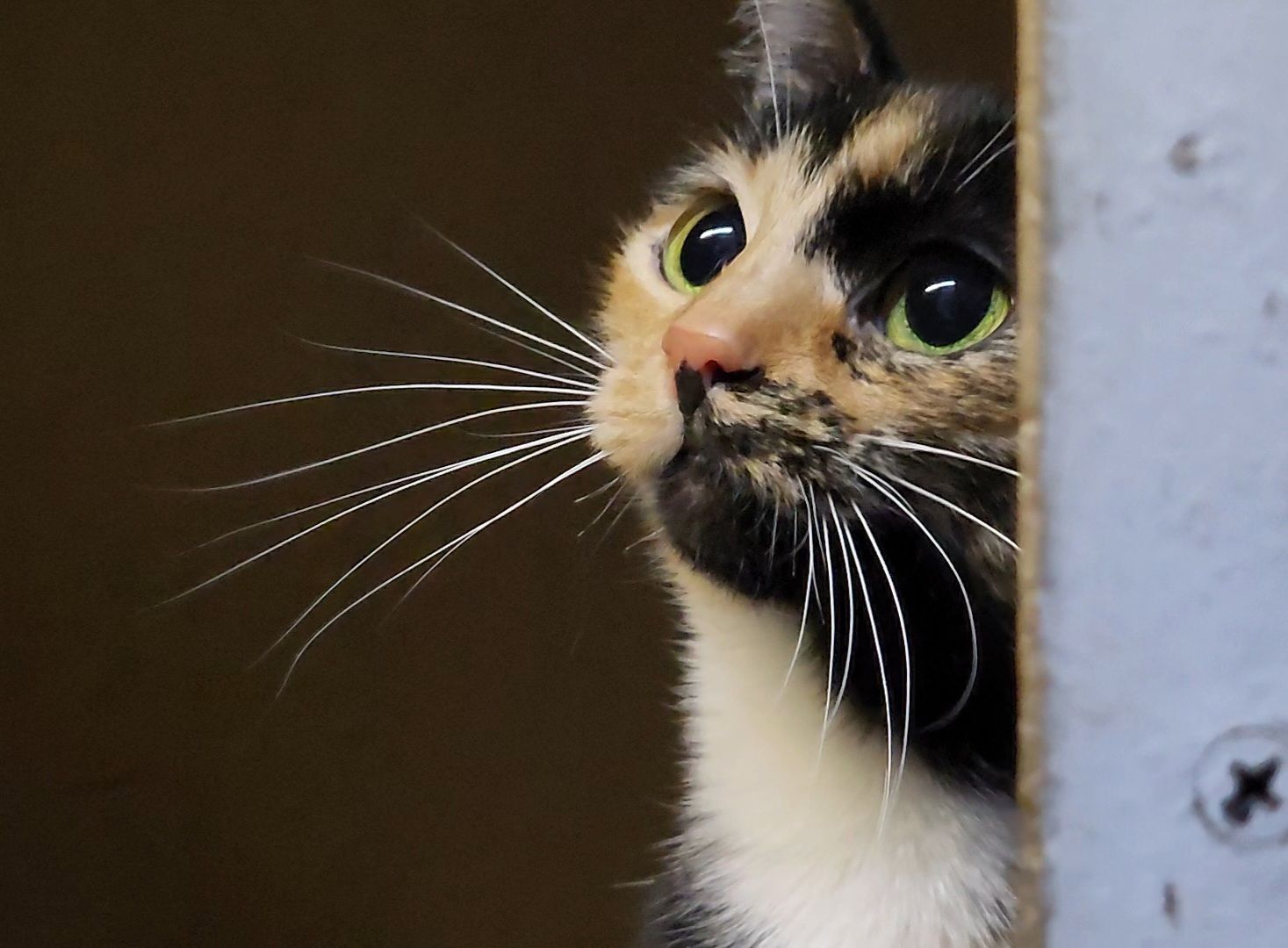 Дубна, Приют, Кошки, Волонтер, вертикалки,