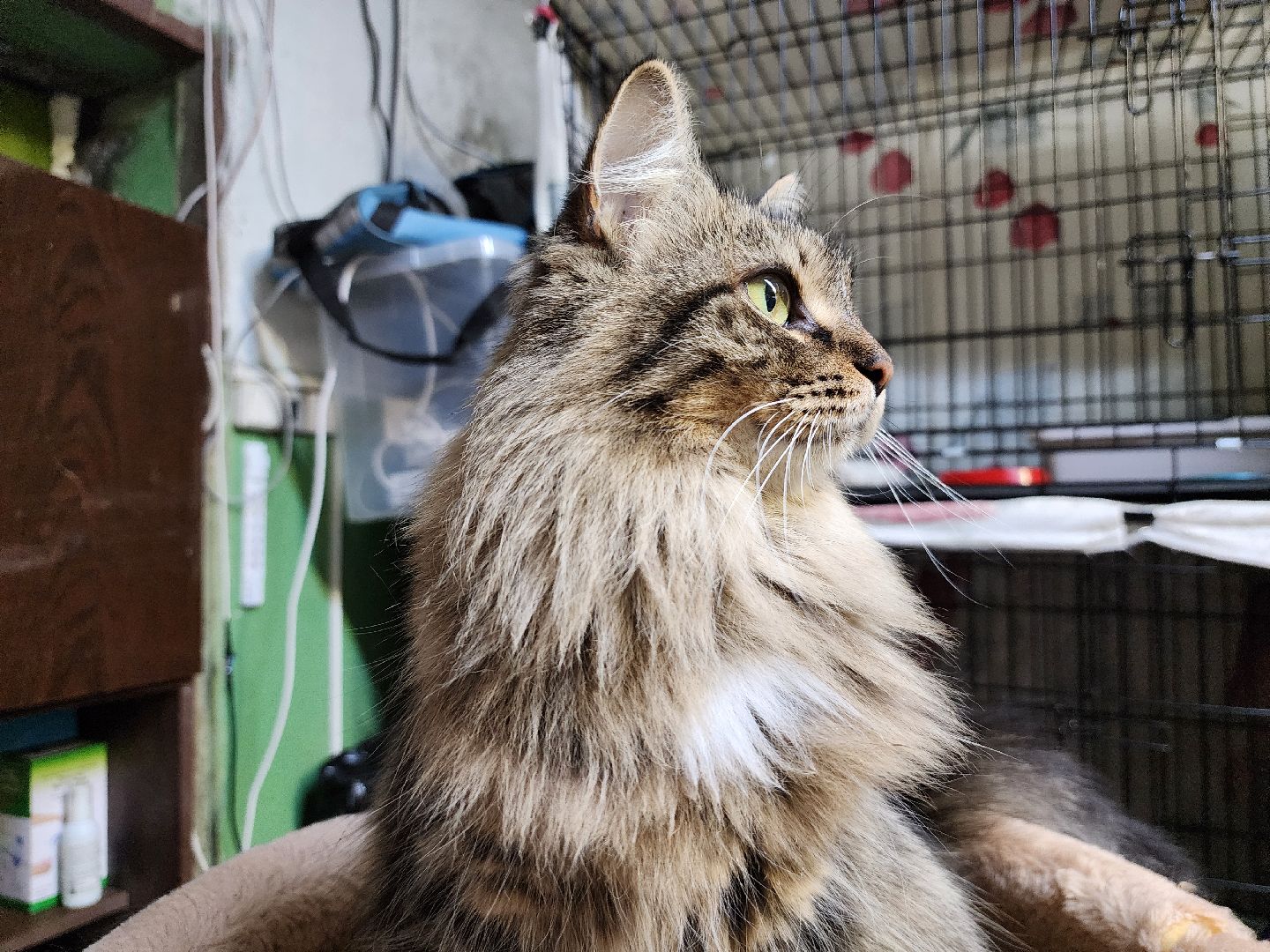 Дубна, Приют, Кошки, Волонтер, вертикалки,