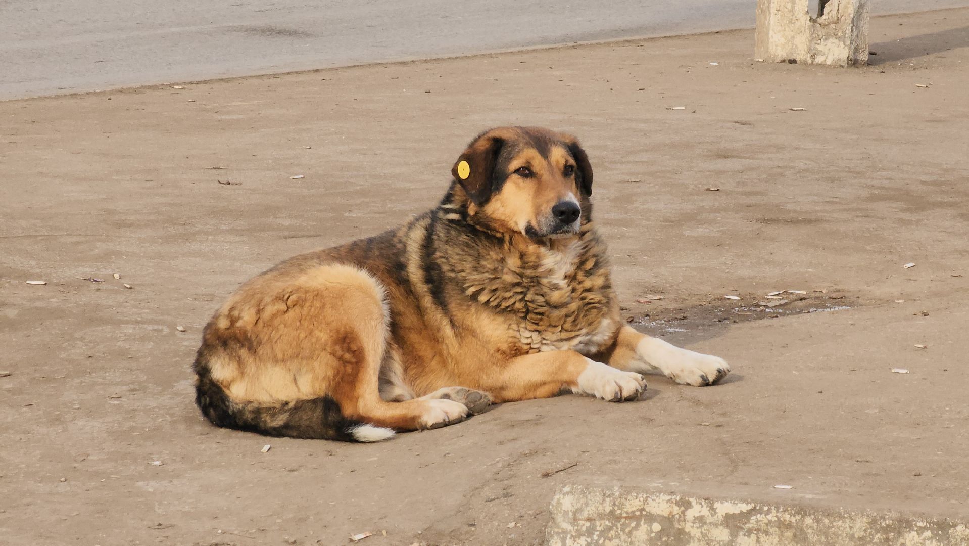 кашира, выездная администрация, кзмк, транспорт, автобусы, вертикалки,