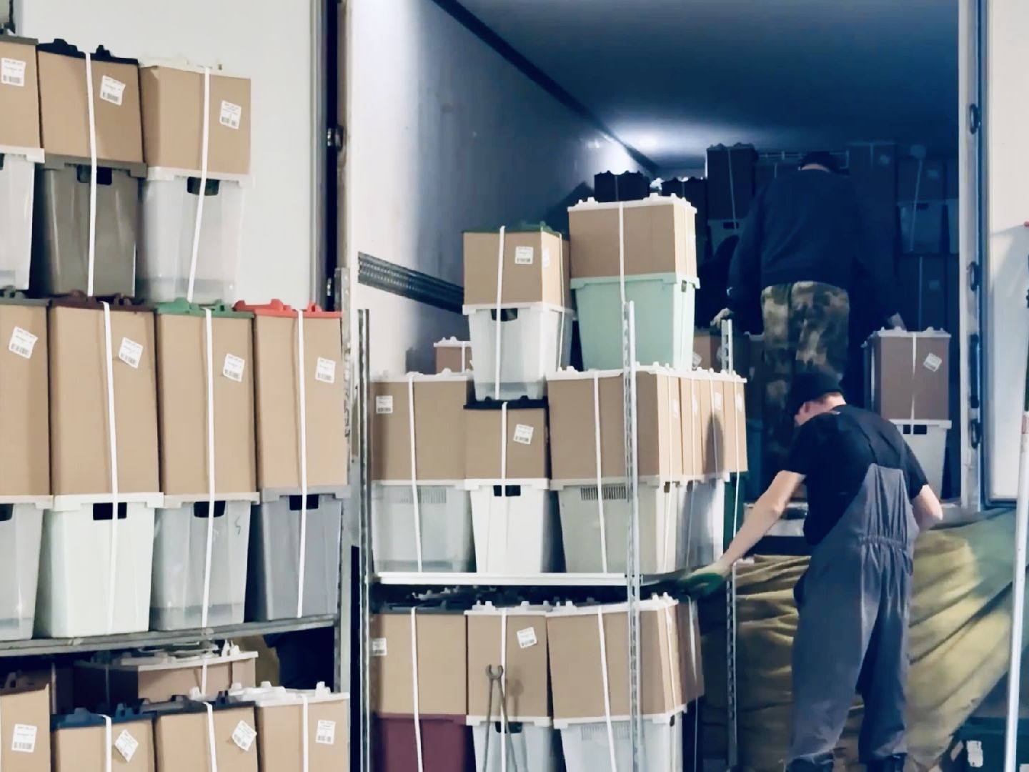 раменское, розы, тепличный комплекс, производство,вертикалки,