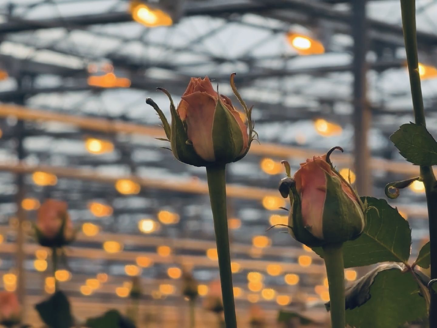 раменское, розы, тепличный комплекс, производство,вертикалки,