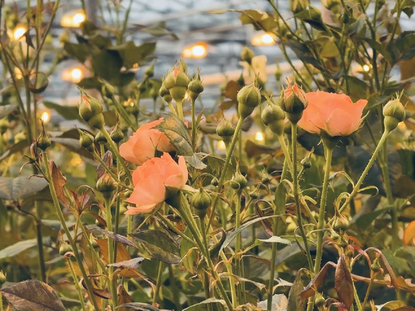 раменское, розы, тепличный комплекс, производство,вертикалки,