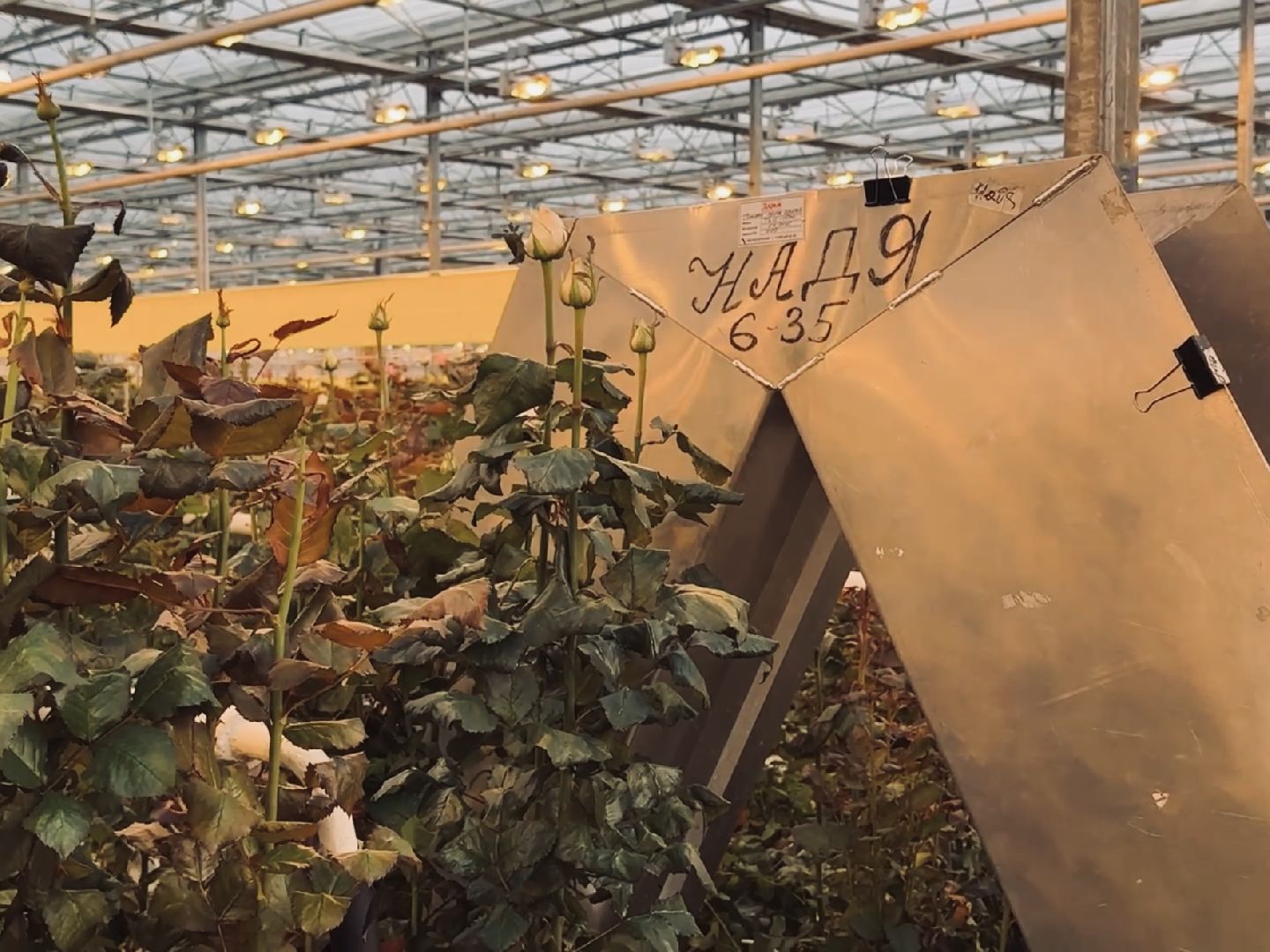 раменское, розы, тепличный комплекс, производство,вертикалки,