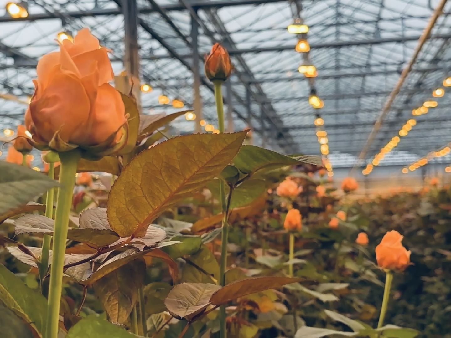 раменское, розы, тепличный комплекс, производство,вертикалки,