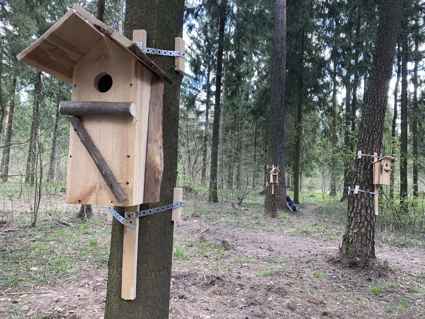 Балашиха, Подмосковье, субботники, Ольгинской лесопарк художники, рисунки на деревьях