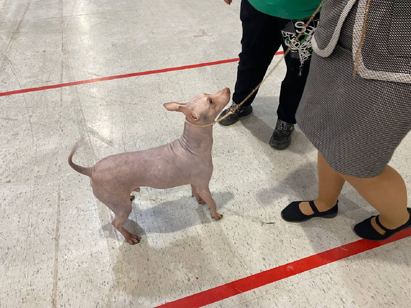 лучшиесобакироссии, выставкасобак, крокусэкспо,