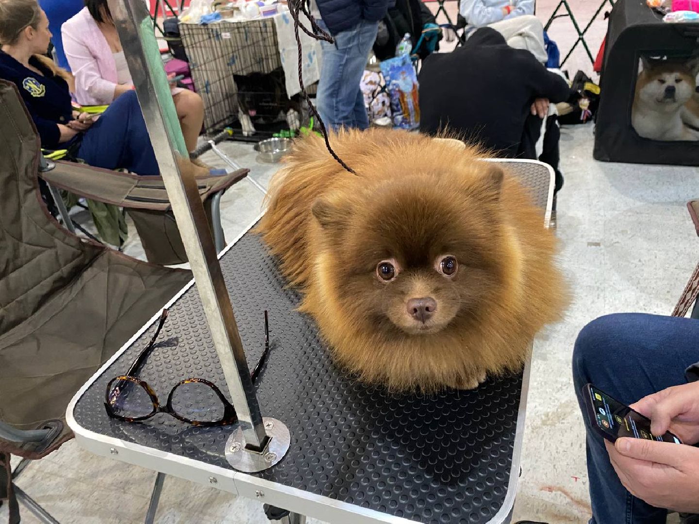 лучшиесобакироссии, выставкасобак, крокусэкспо,