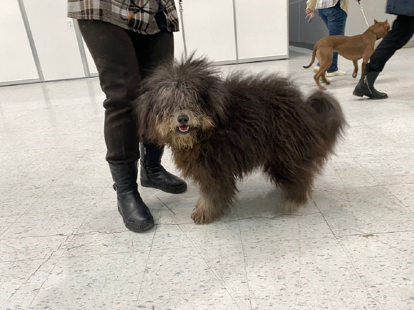 лучшиесобакироссии, выставкасобак, крокусэкспо,