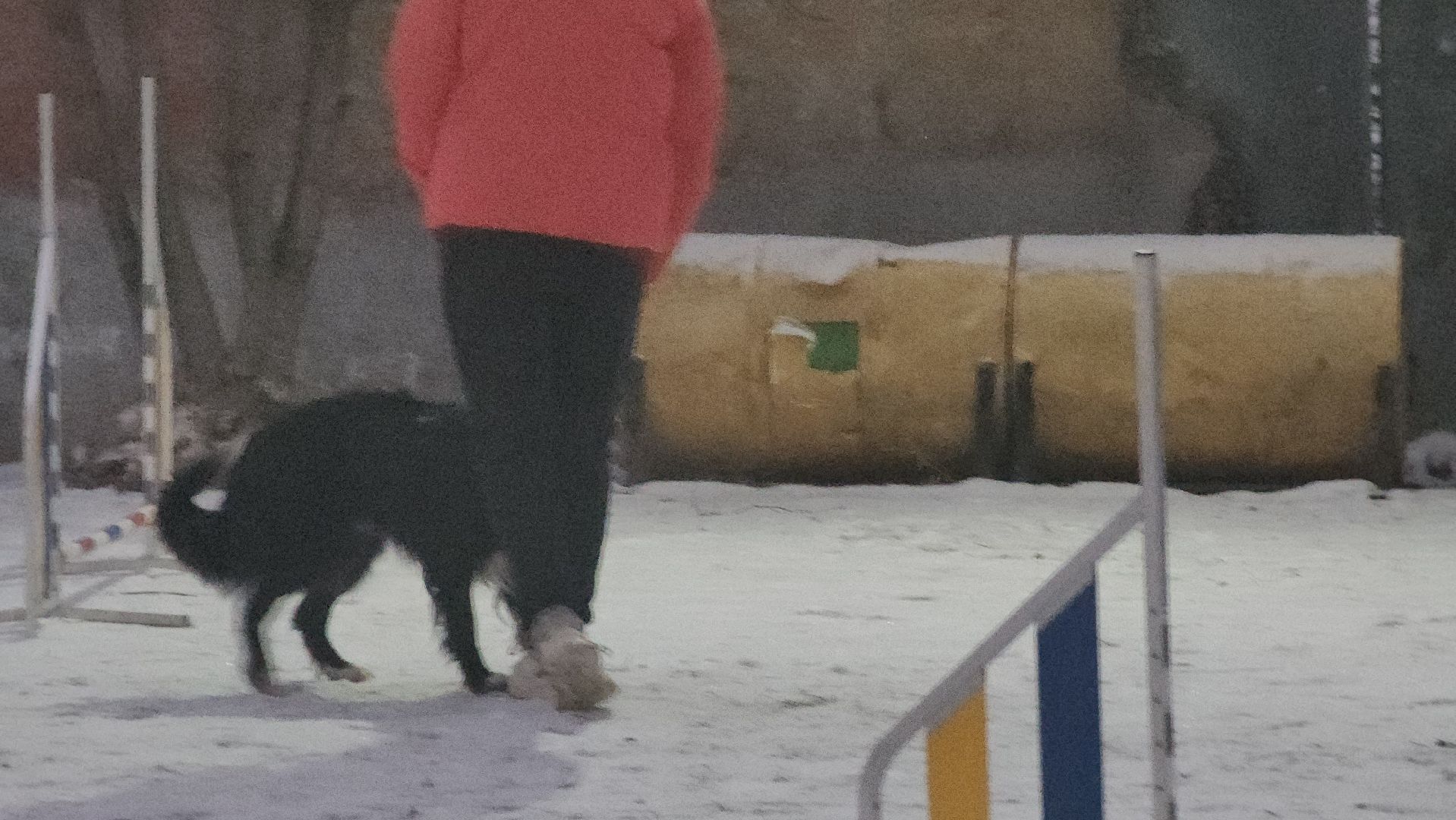 долгопрудный, x-легион, кинологи, аджилити, бордер-колли, вертикалки,