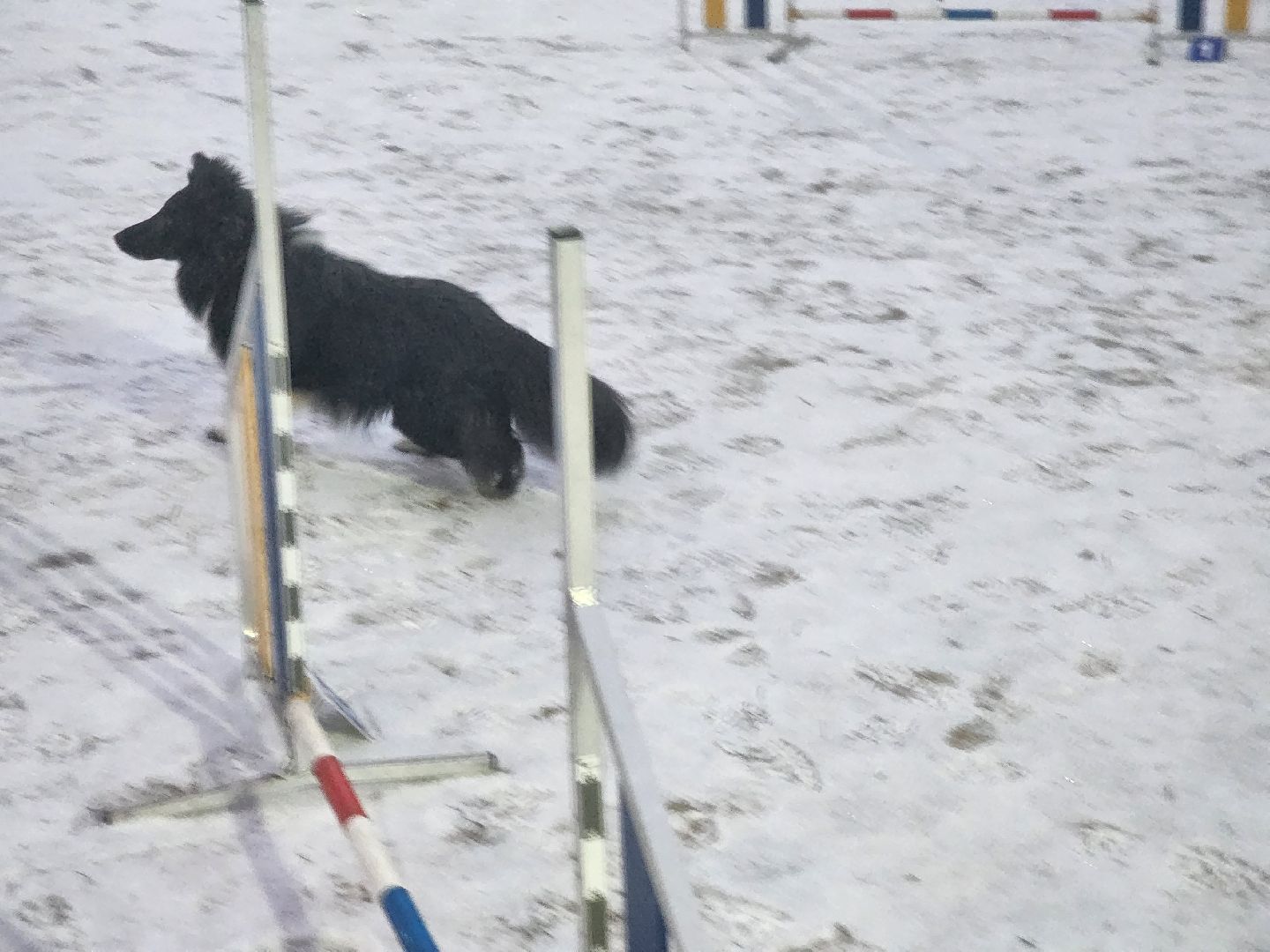 долгопрудный, x-легион, кинологи, аджилити, бордер-колли, вертикалки,
