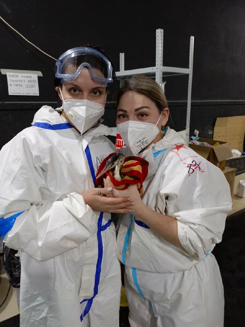 волонтеры Подмосковья, Подмосковье, Лосино-Петровский, Анапа, вертикалки,