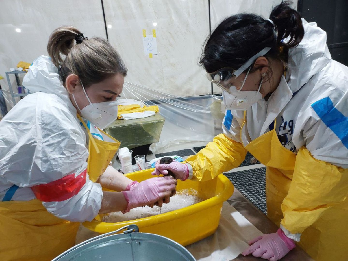 волонтеры Подмосковья, Подмосковье, Лосино-Петровский, Анапа, вертикалки,