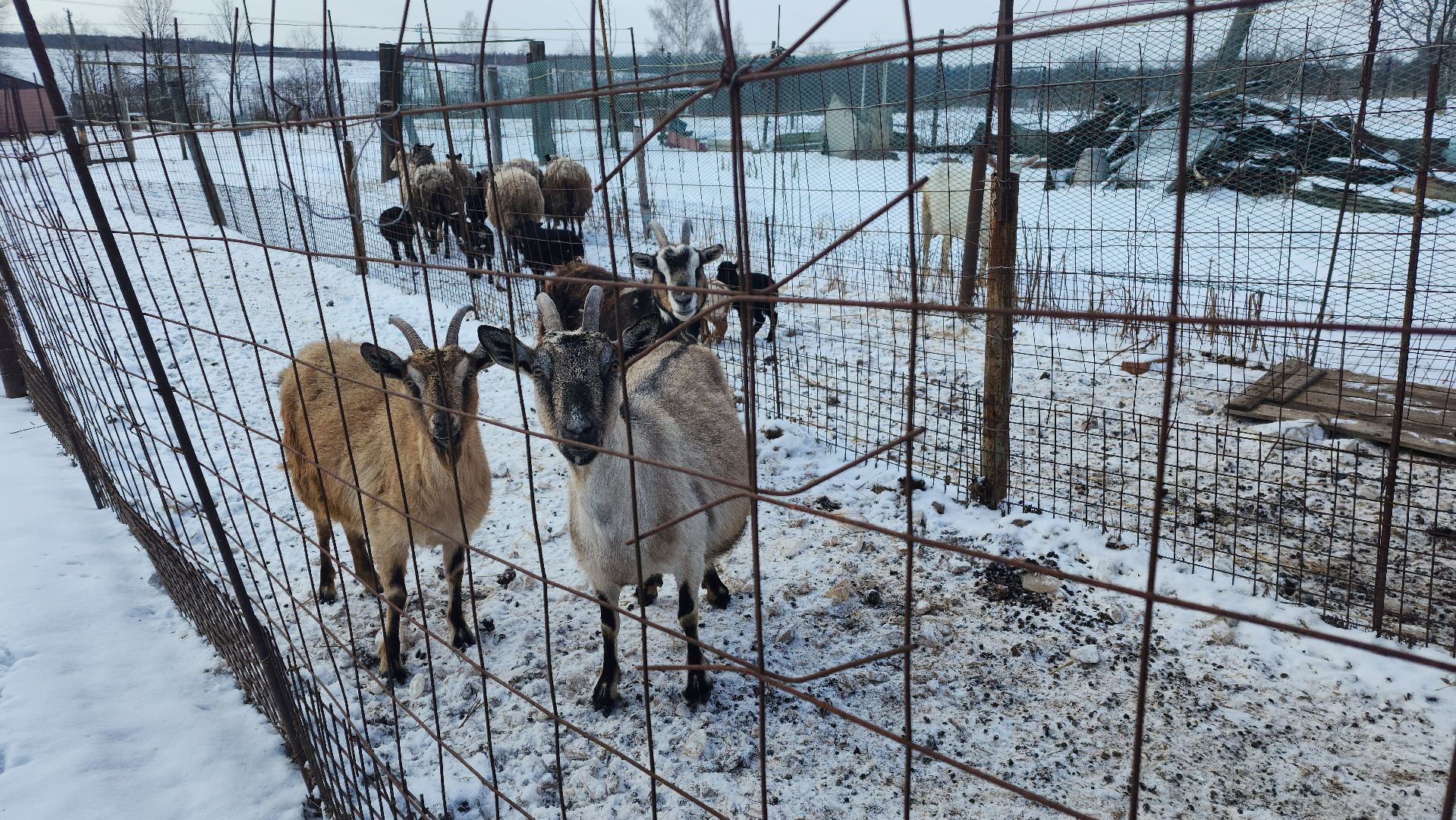волоколамск, Зобово, помощь сво, помощь своим,