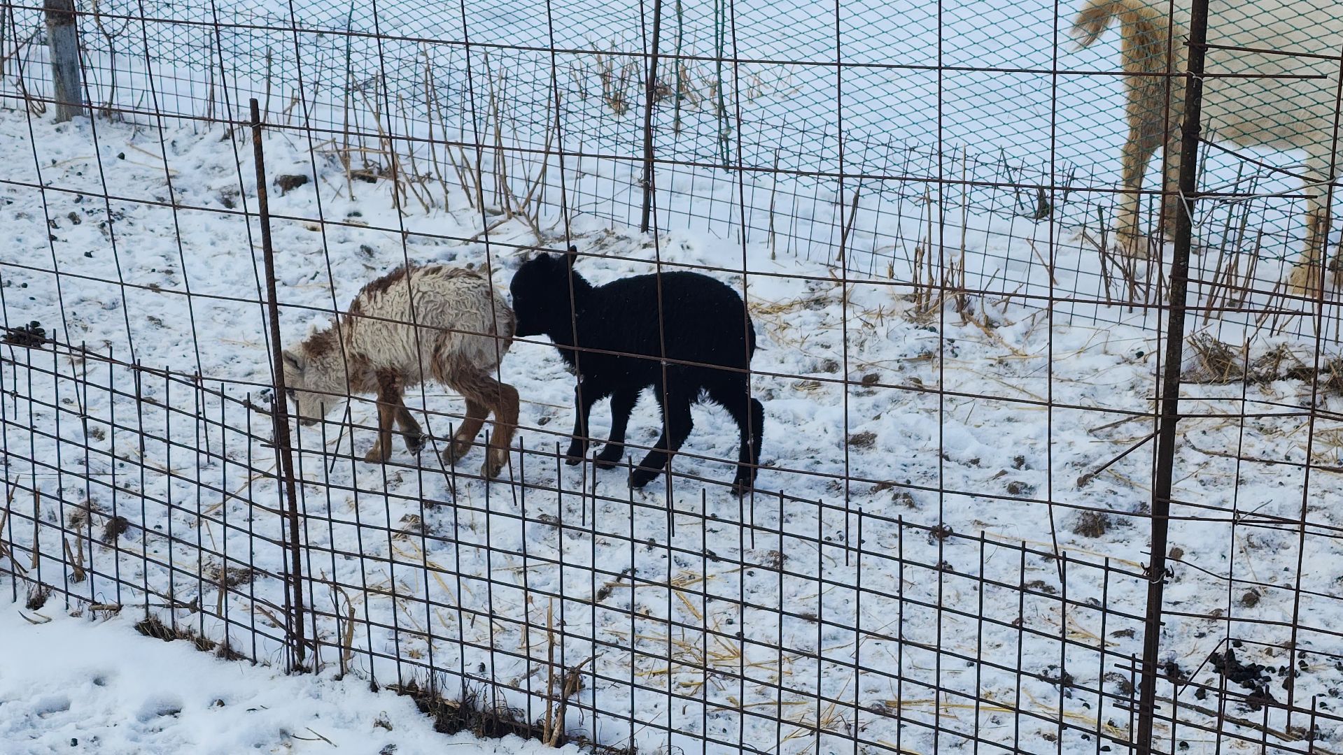 волоколамск, Зобово, помощь сво, помощь своим,