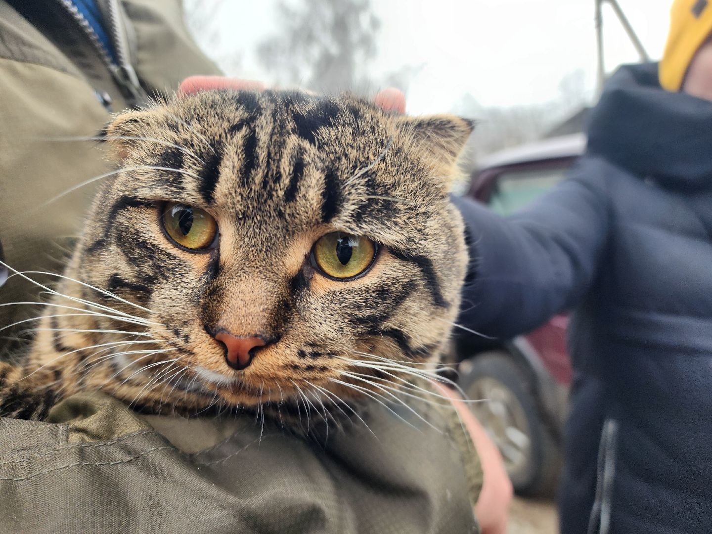 вертикалки,