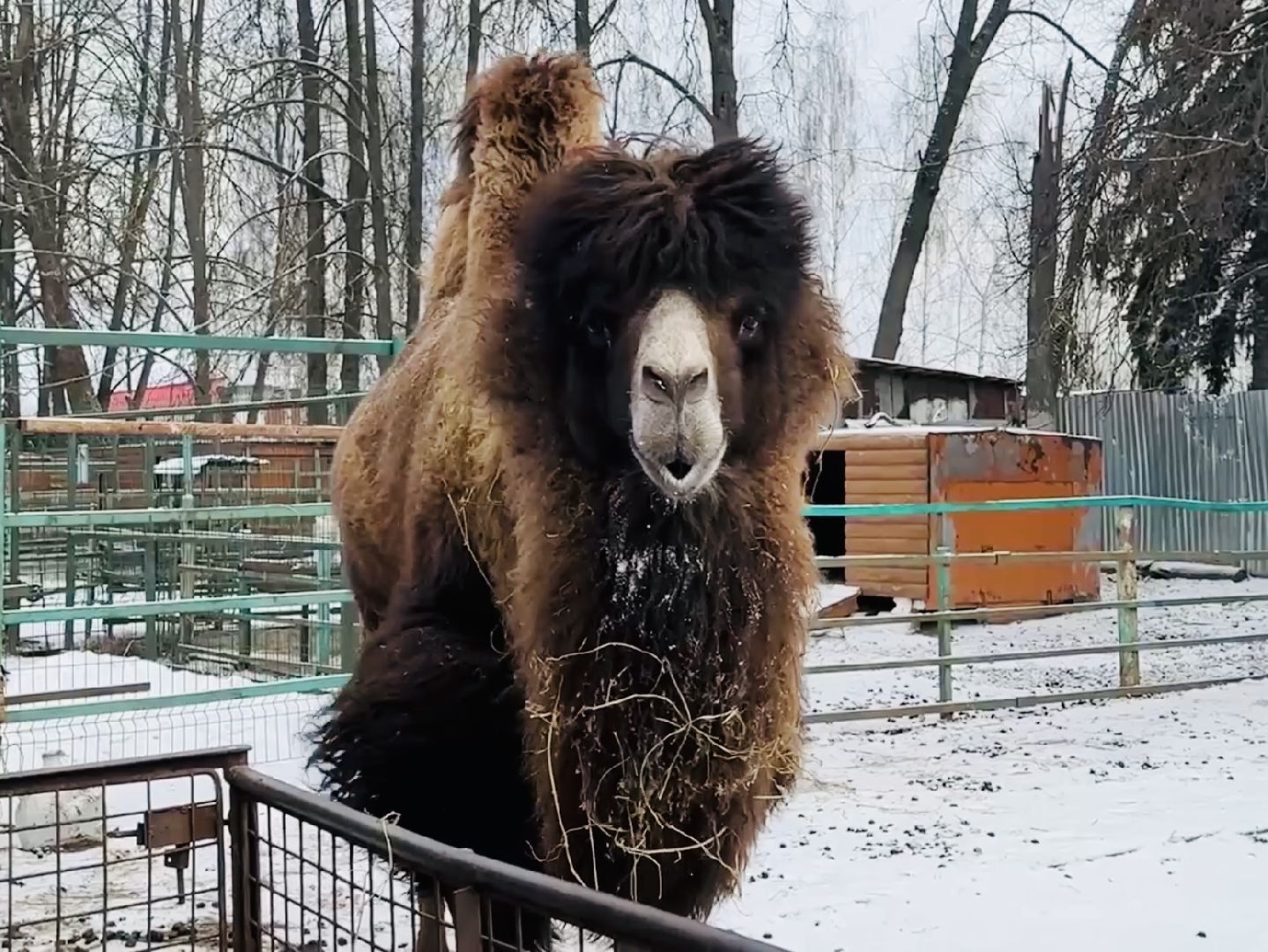 масленица, гжель, раменское, туризм, экскурсия, зоопарк, гжельский зоопарк, Гжельский завод художественной росписи,