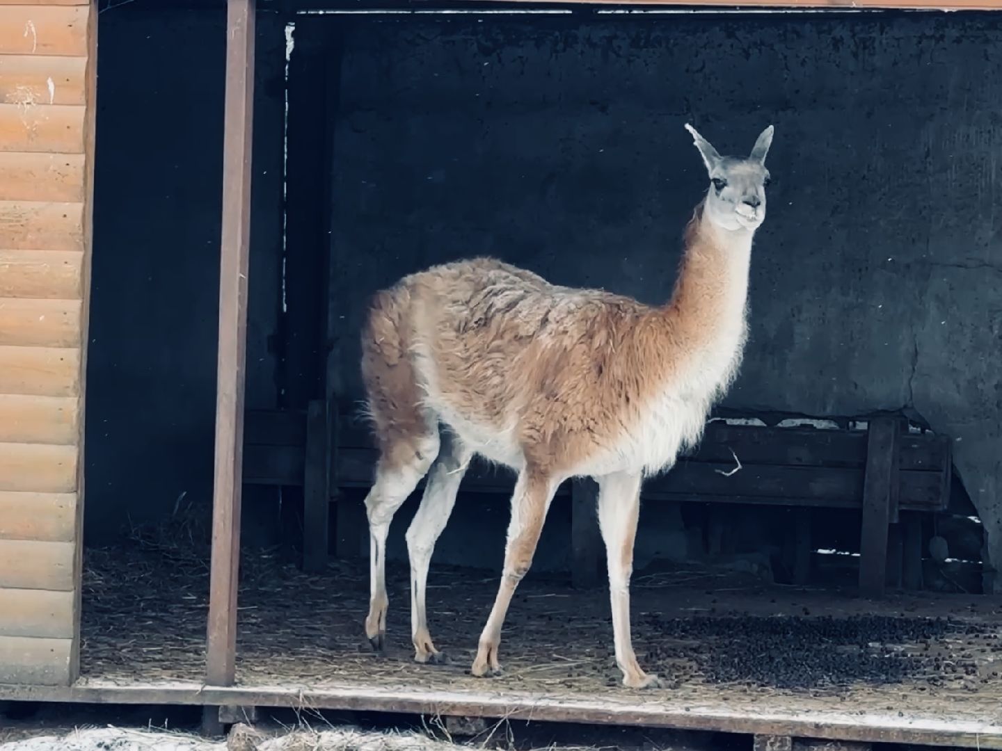 масленица, гжель, раменское, туризм, экскурсия, зоопарк, гжельский зоопарк, Гжельский завод художественной росписи,