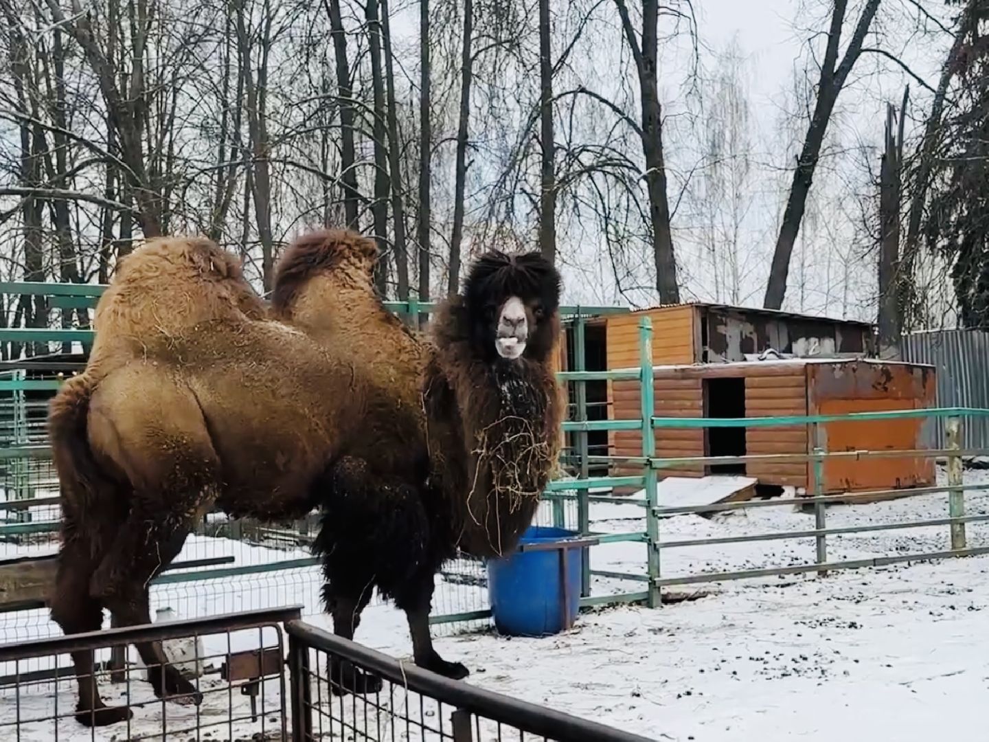 масленица, гжель, раменское, туризм, экскурсия, зоопарк, гжельский зоопарк, Гжельский завод художественной росписи,
