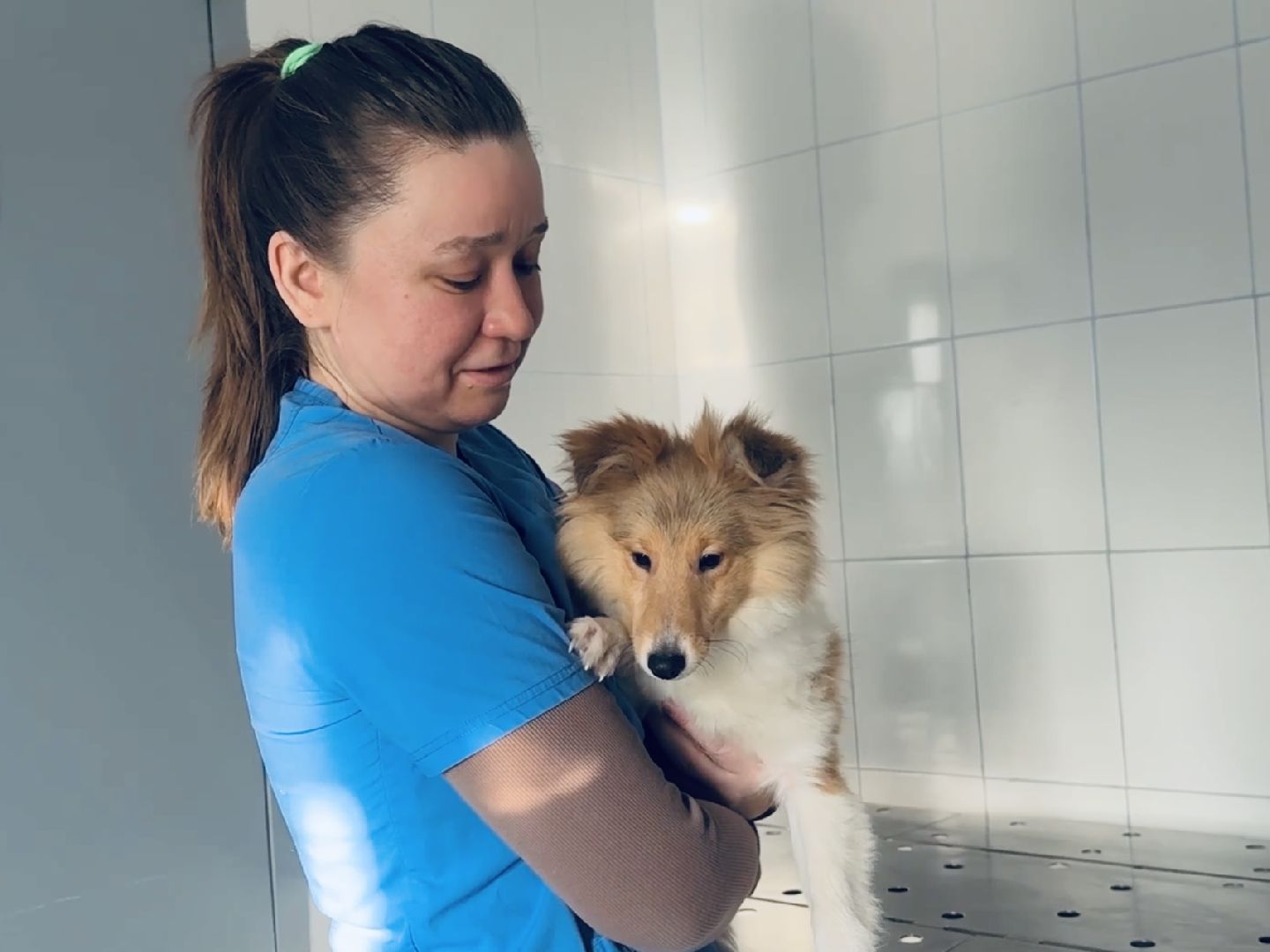 ветеринар, раменское, регистрация животных,