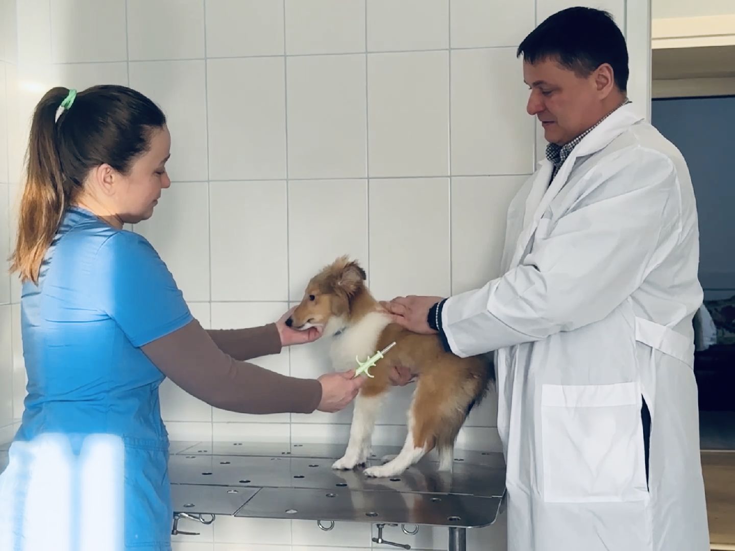 ветеринар, раменское, регистрация животных,