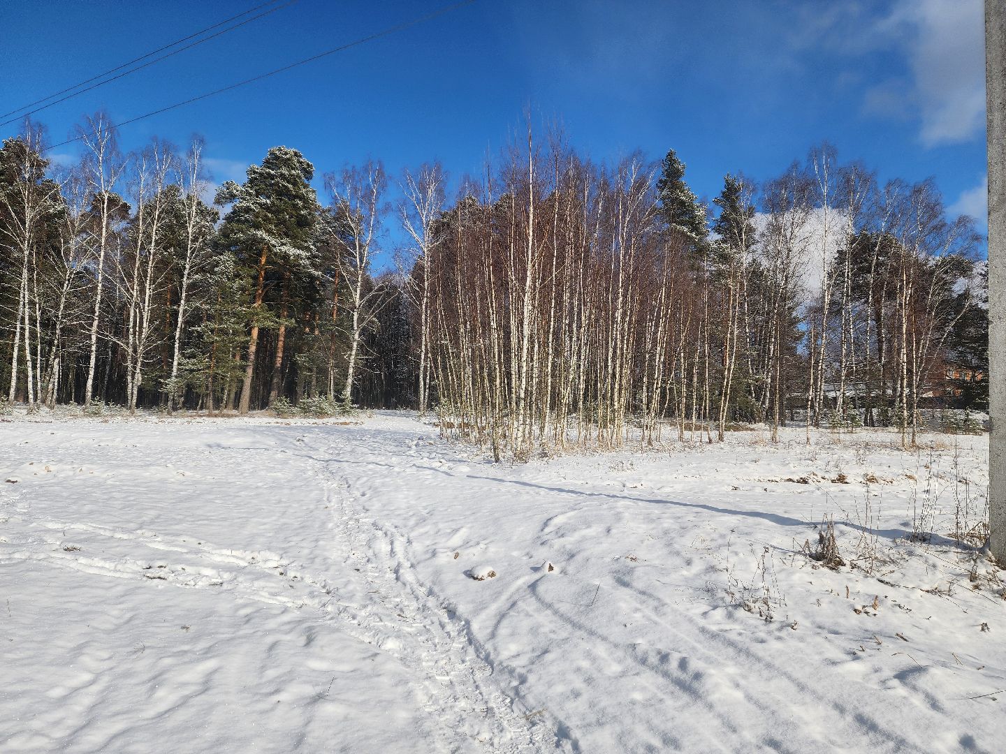 красноармейск, городской округ пушкинский, лесопарк, благоуйстройство, неравнодушные жители, вертикалки,