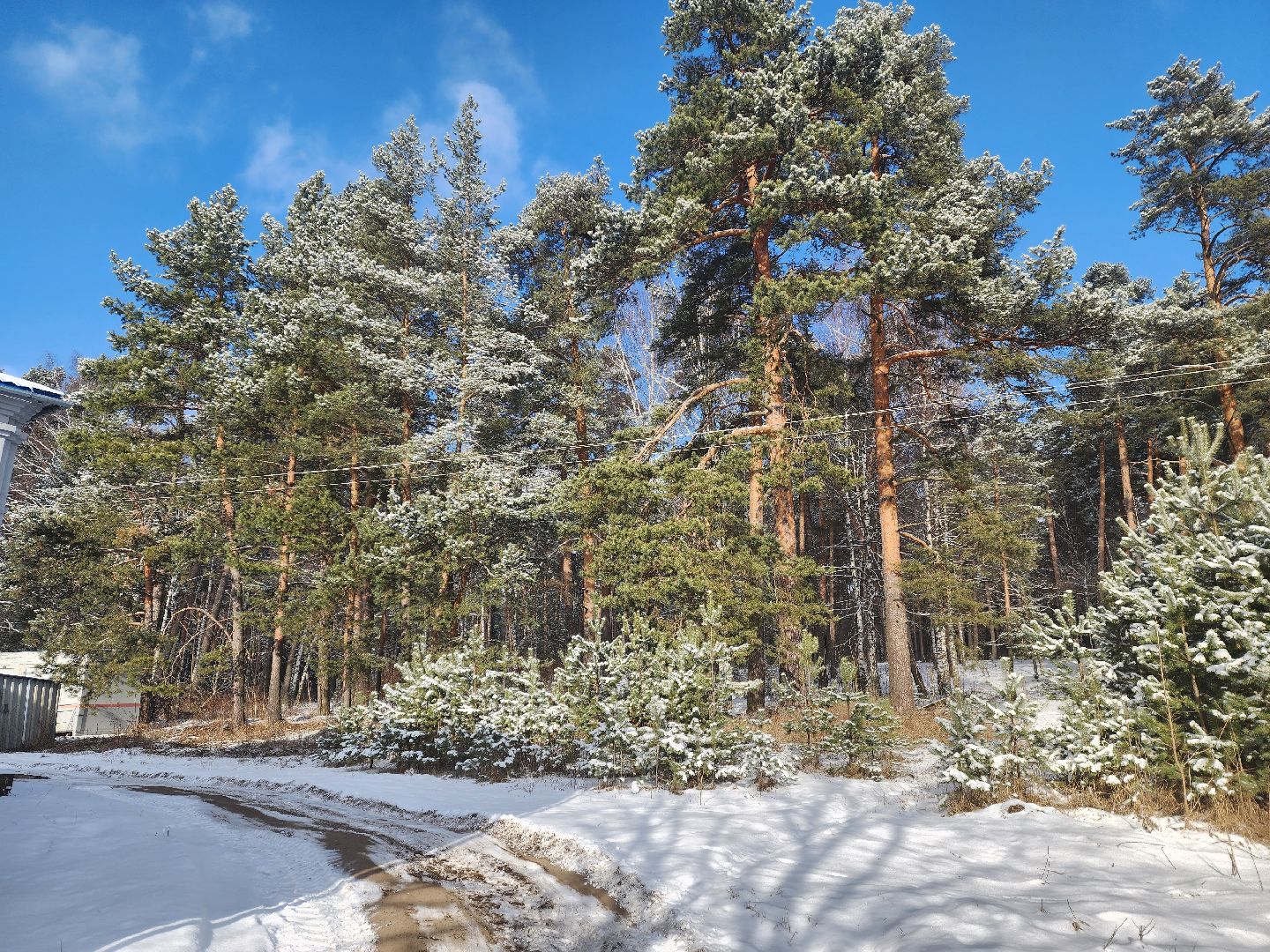 красноармейск, городской округ пушкинский, лесопарк, благоуйстройство, неравнодушные жители, вертикалки,