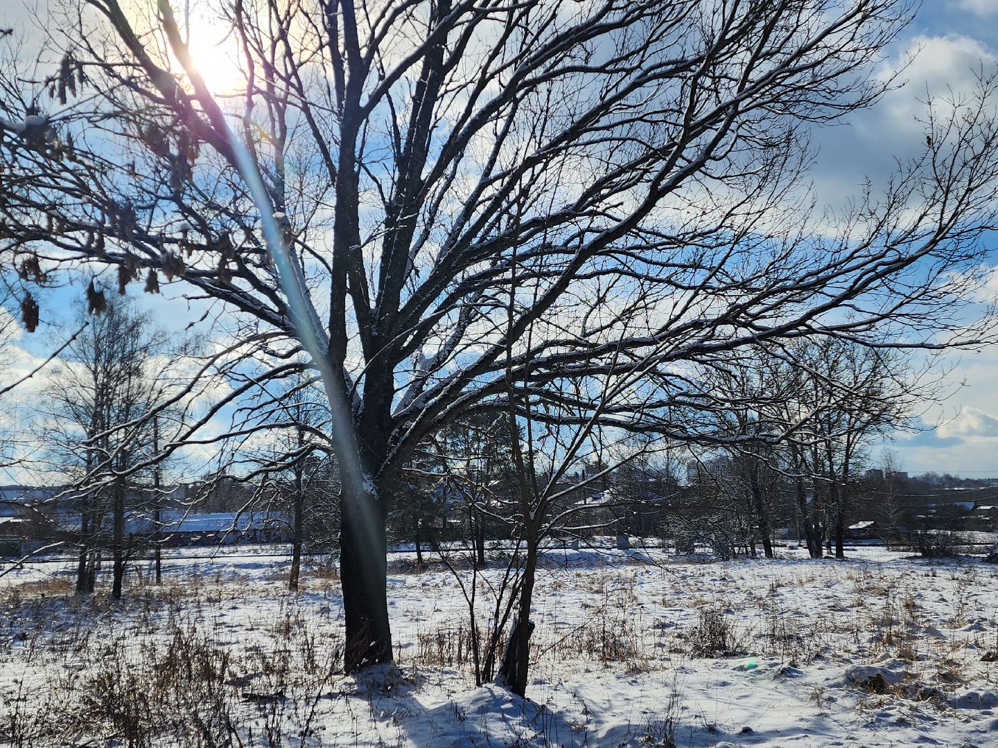 красноармейск, городской округ пушкинский, лесопарк, благоуйстройство, неравнодушные жители, вертикалки,