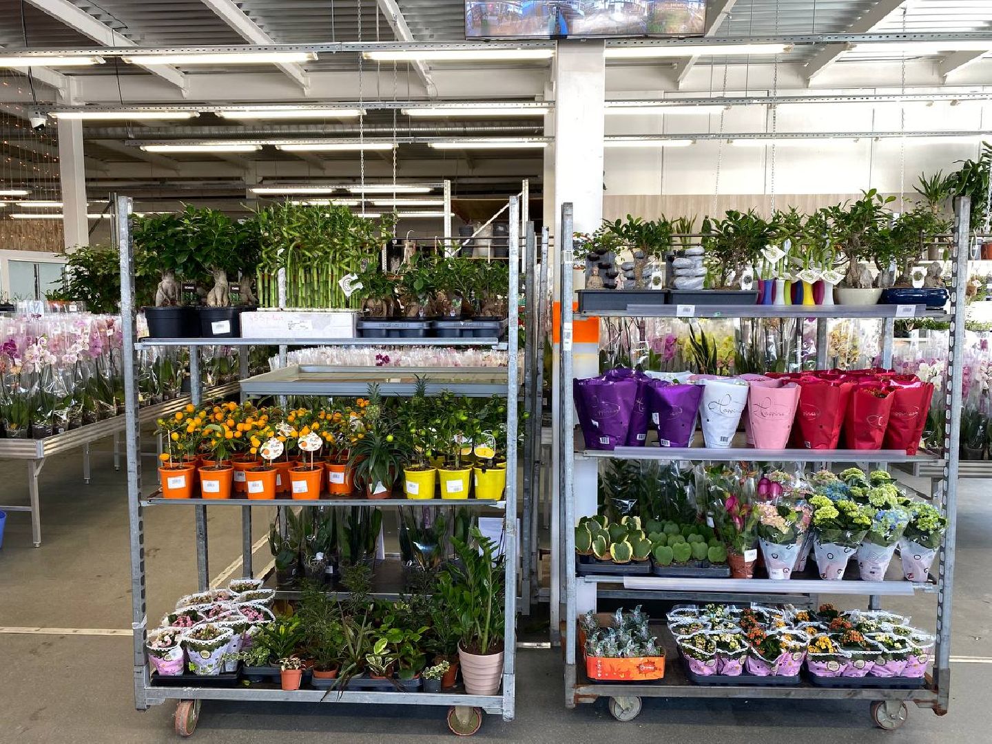 вертикалки, посадочка, цветочный магазин, садовыйцентр, цветывнахабино, цветыкрасногорск,