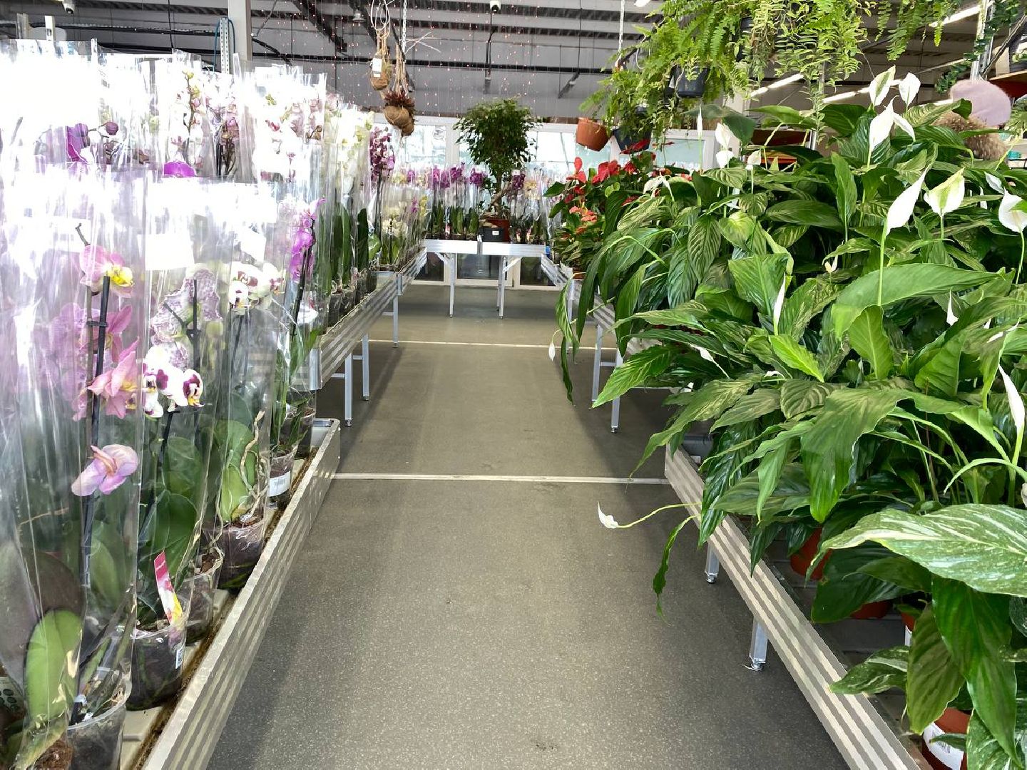 вертикалки, посадочка, цветочный магазин, садовыйцентр, цветывнахабино, цветыкрасногорск,