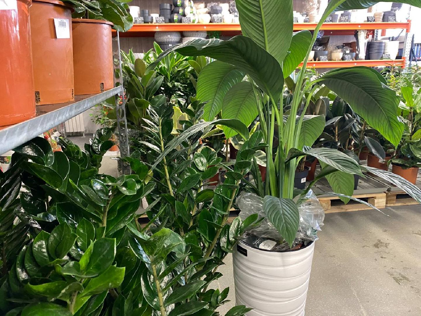 вертикалки, посадочка, цветочный магазин, садовыйцентр, цветывнахабино, цветыкрасногорск,