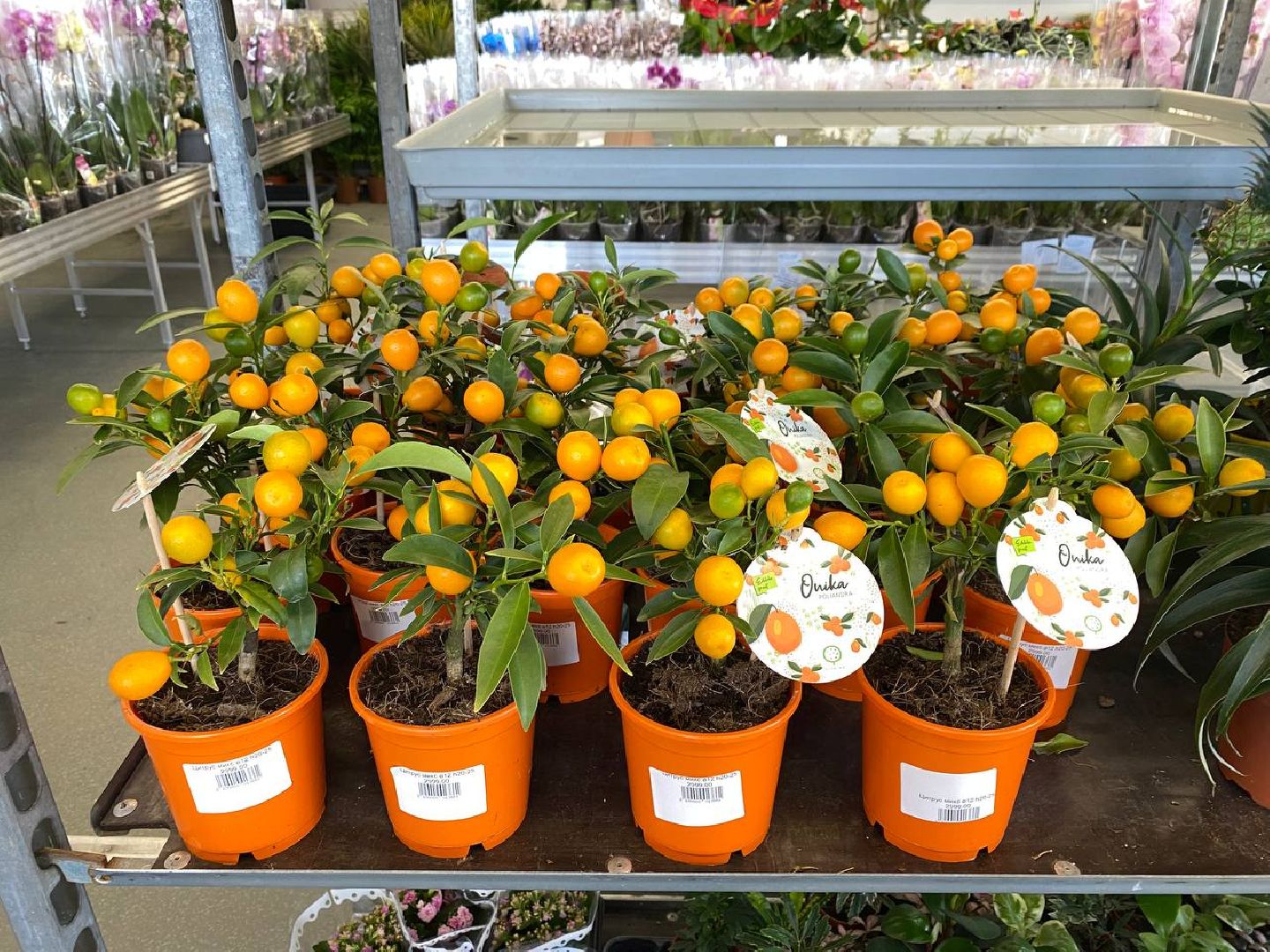 вертикалки, посадочка, цветочный магазин, садовыйцентр, цветывнахабино, цветыкрасногорск,