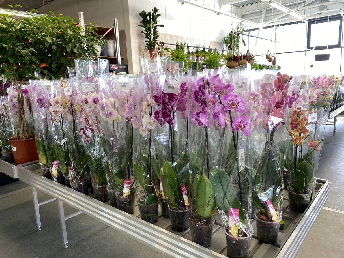 вертикалки, посадочка, цветочный магазин, садовыйцентр, цветывнахабино, цветыкрасногорск,