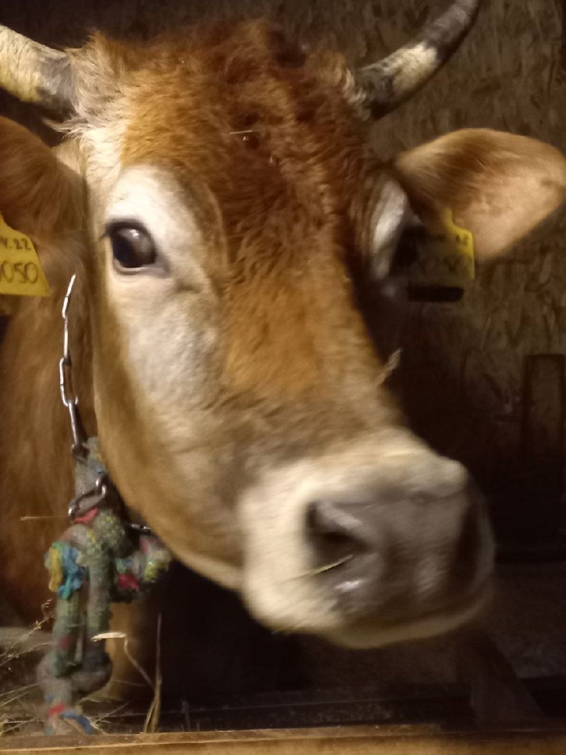 сергиев посад, миродолье, булатовское подворье,