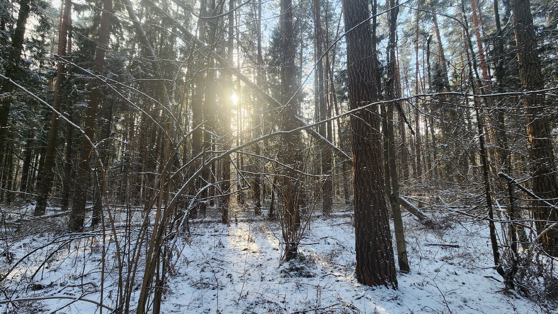 ступино, лесничие, русский лес,
