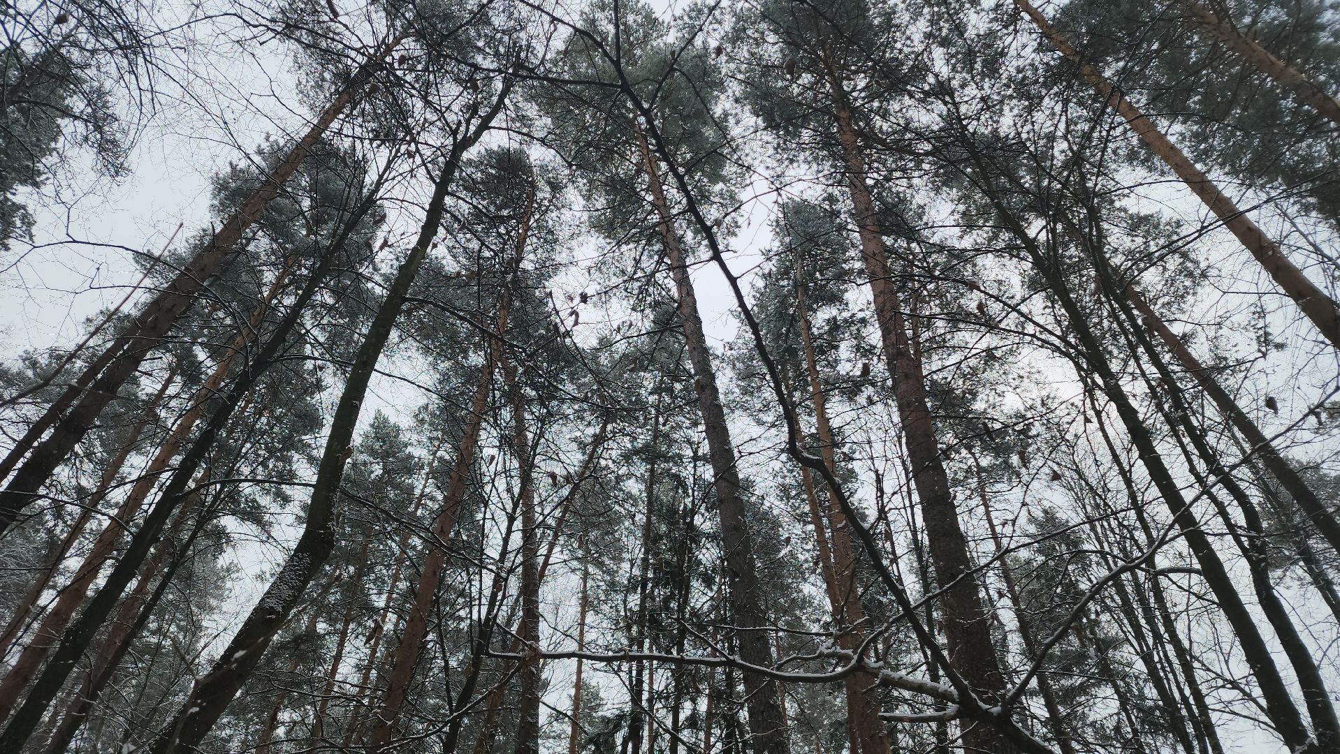 ступино, лесничие, русский лес,