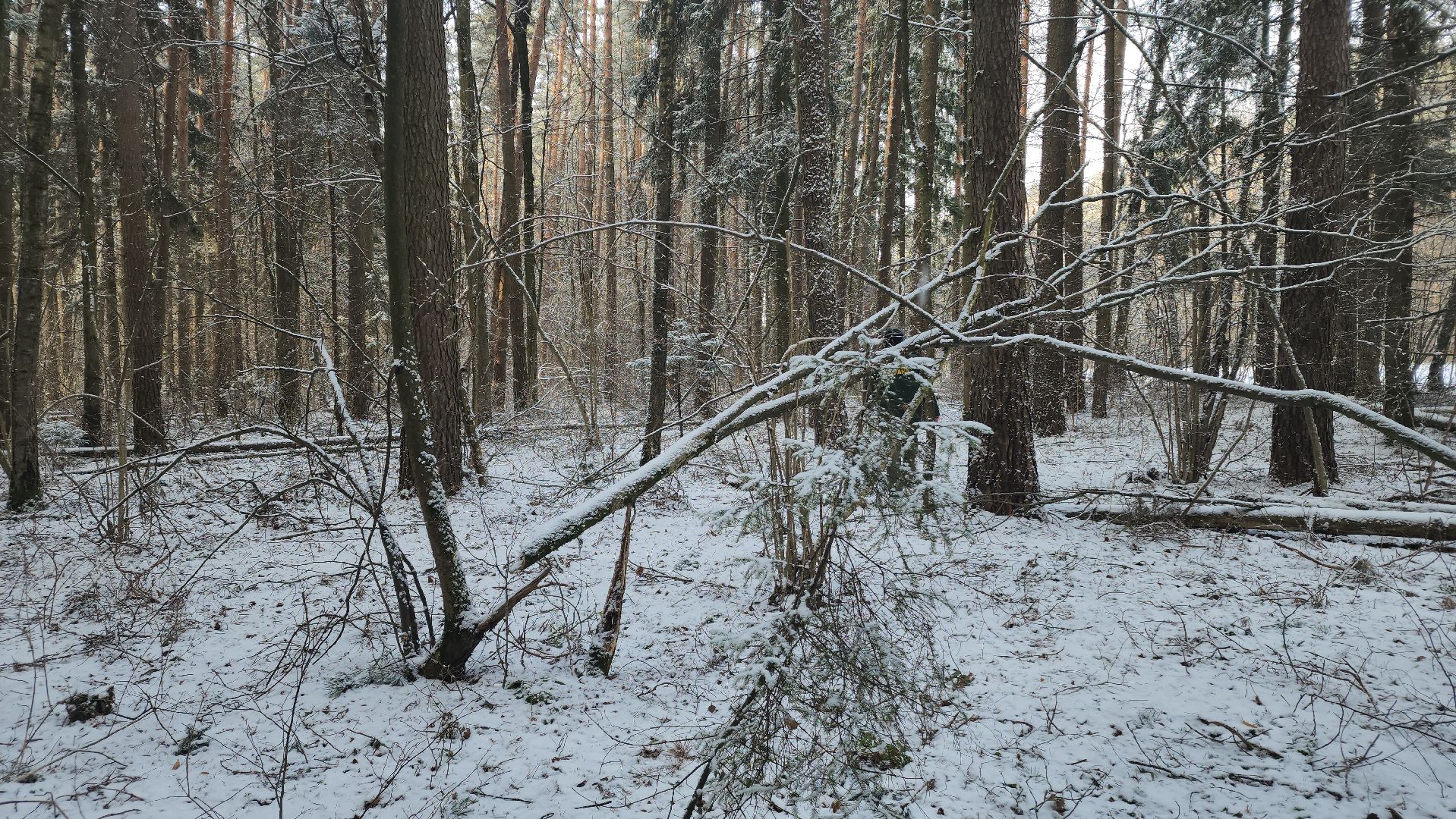 ступино, лесничие, русский лес,