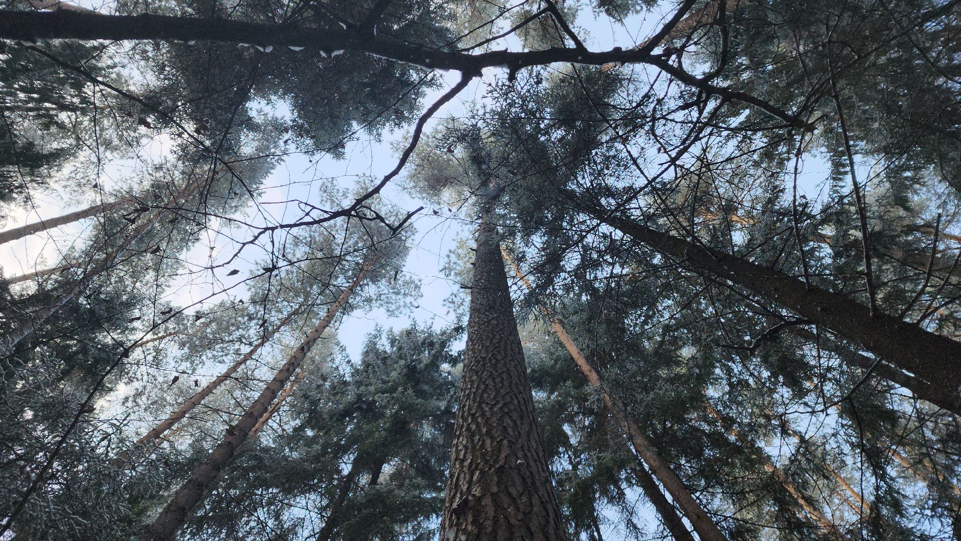 ступино, лесничие, русский лес,