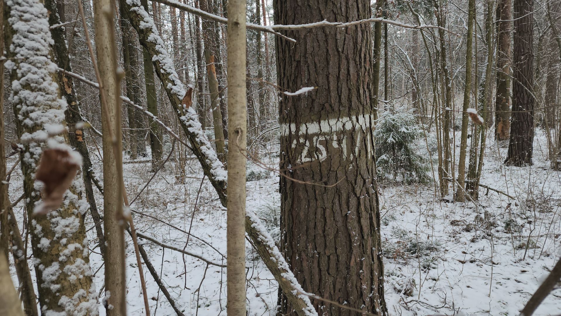 ступино, лесничие, русский лес,