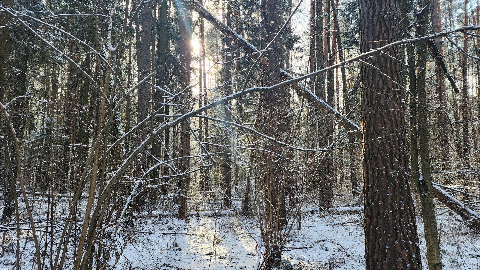 ступино, лесничие, русский лес,