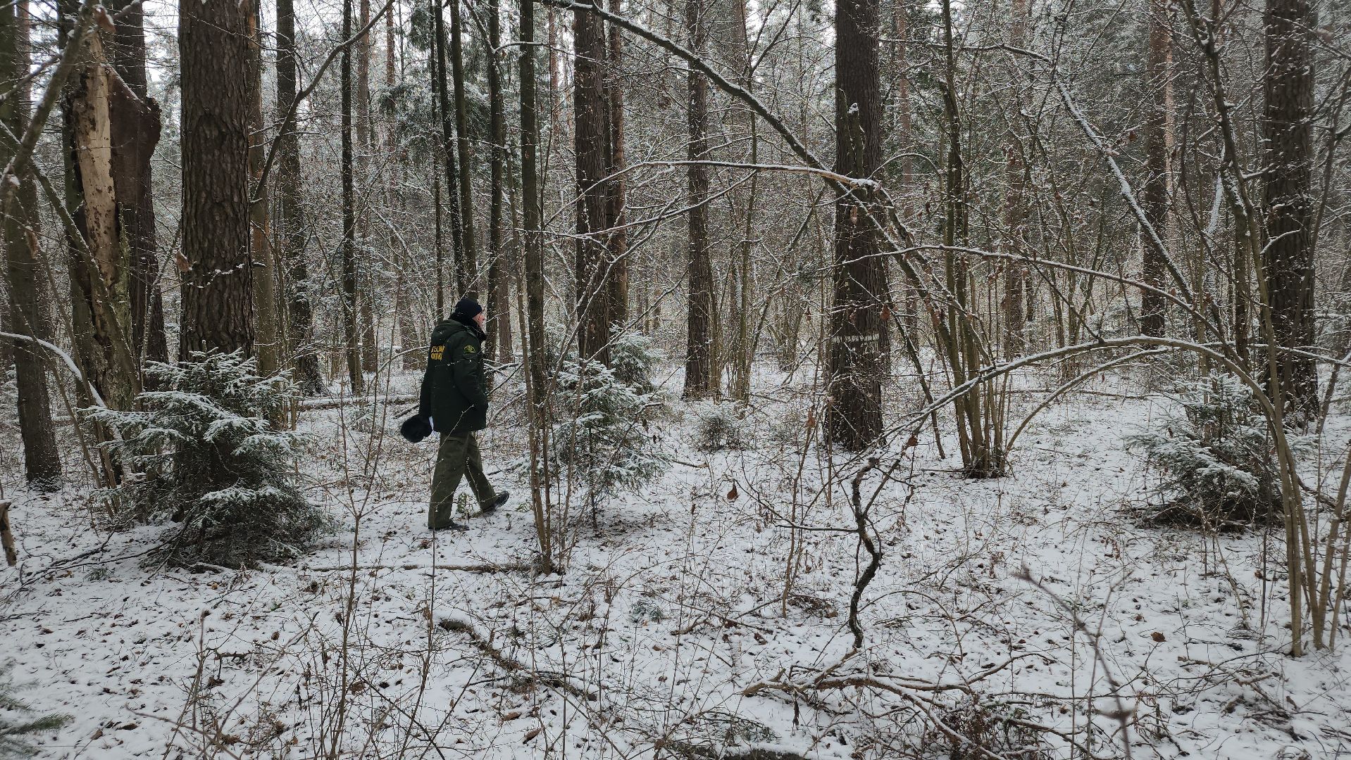 ступино, лесничие, русский лес,
