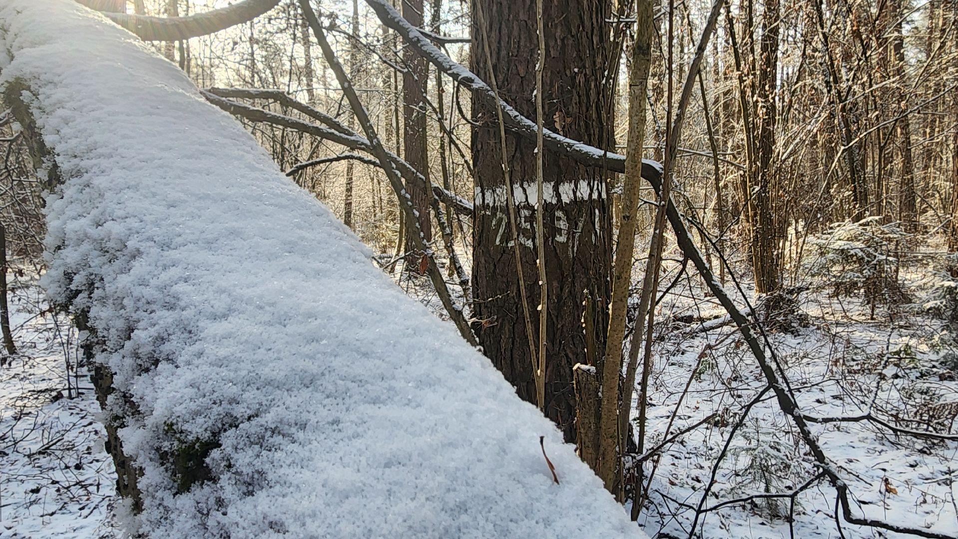 ступино, лесничие, русский лес,