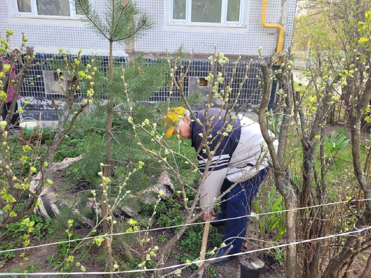 озеленение, депутат, помощь, экология, Видное, деревья