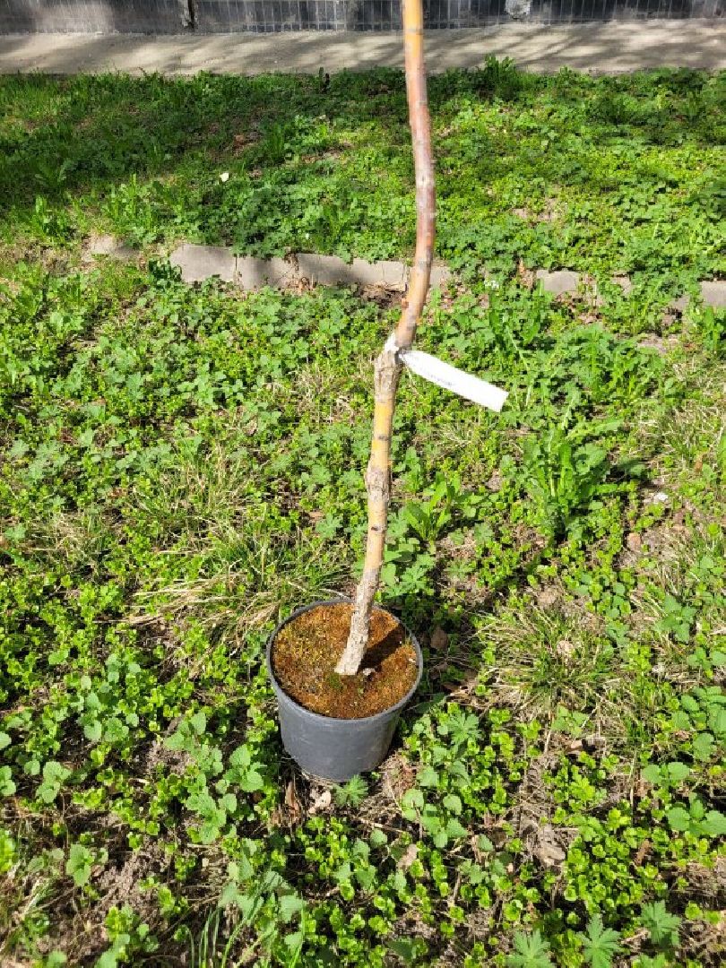 озеленение, депутат, помощь, экология, Видное, деревья