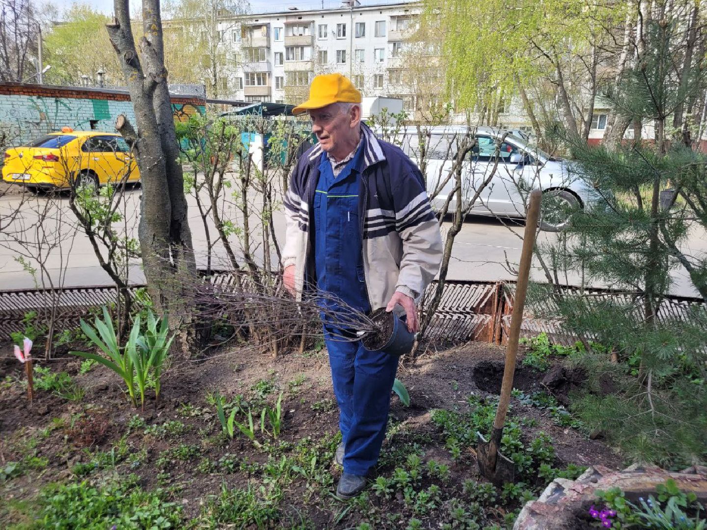 озеленение, депутат, помощь, экология, Видное, деревья