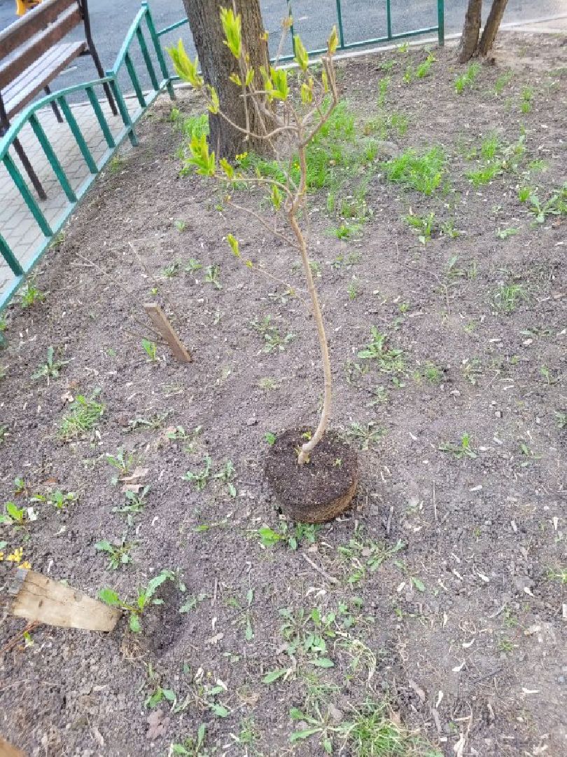 озеленение, депутат, помощь, экология, Видное, деревья