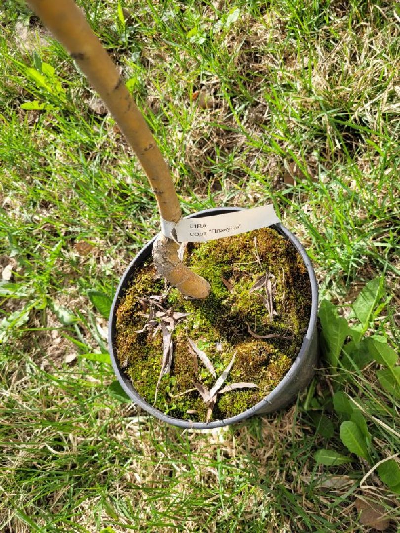 озеленение, депутат, помощь, экология, Видное, деревья