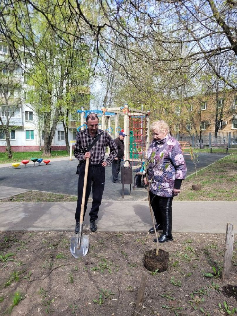 озеленение, депутат, помощь, экология, Видное, деревья