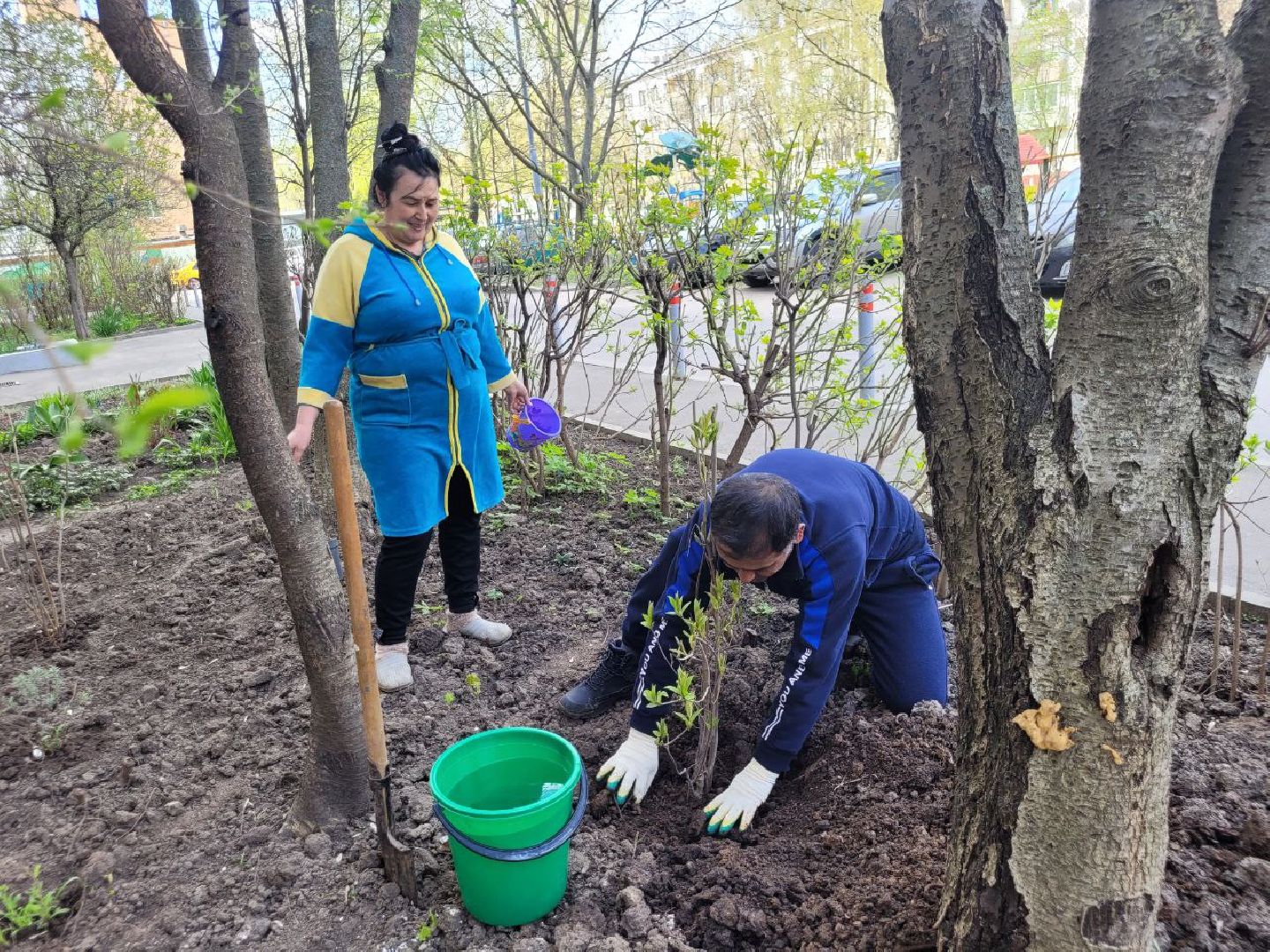 озеленение, депутат, помощь, экология, Видное, деревья