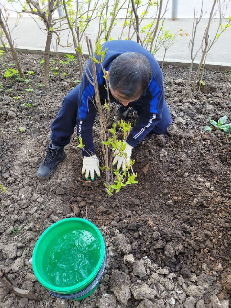 озеленение, депутат, помощь, экология, Видное, деревья